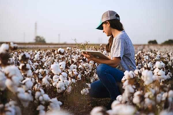 UNIB researcher develops deep learning model to detect diseases in cotton crops